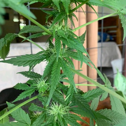 Jamaican High Grade #1 growlog timeline photo