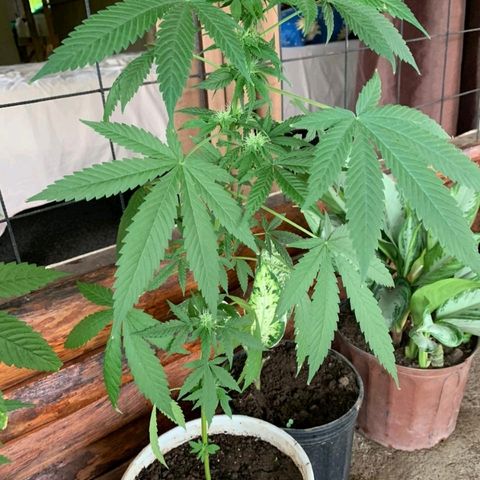 Jamaican High Grade #1 growlog timeline photo