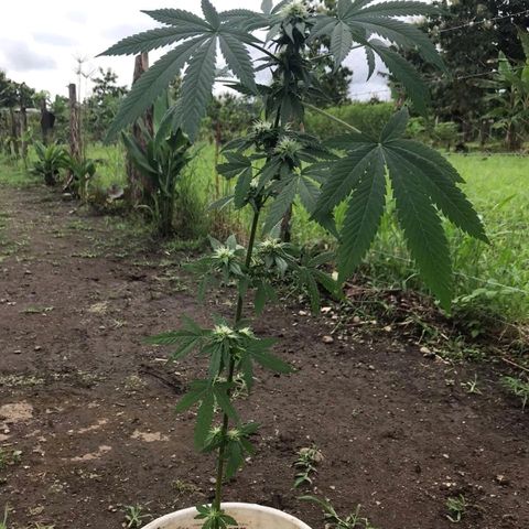 Jamaican High Grade #1 growlog timeline photo