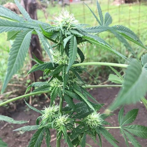 Jamaican High Grade #1 growlog timeline photo