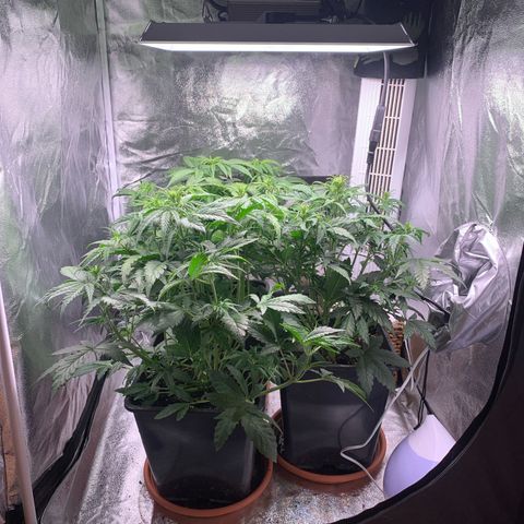 Cookies growlog timeline photo