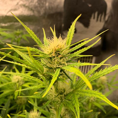 Cookies growlog photo: Erste orangene häärchen