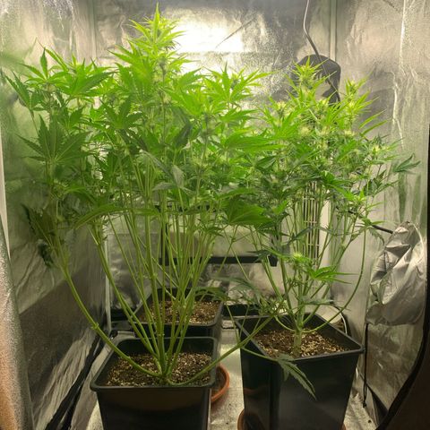 Cookies growlog photo: Unteres drittel entlaubt 