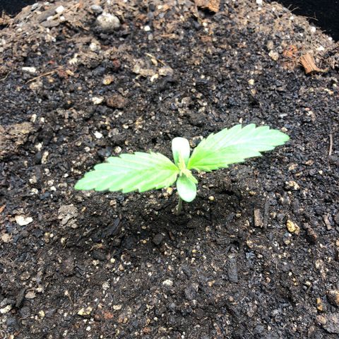 Auto Bruce Banner growlog photo: Week 2