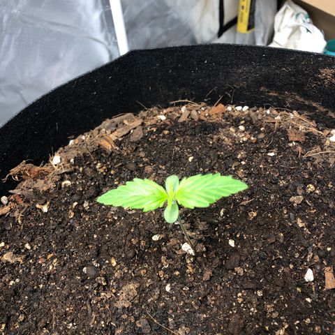 Auto Bruce Banner growlog photo: Week 2