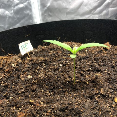 Auto Bruce Banner growlog photo: week 2