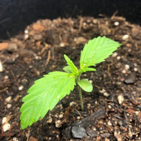 Auto Bruce Banner growlog photo: Photo Update