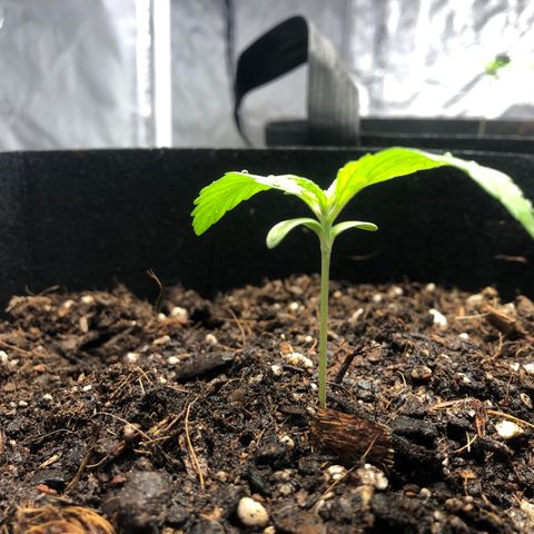 Auto Bruce Banner growlog photo: Photo Update