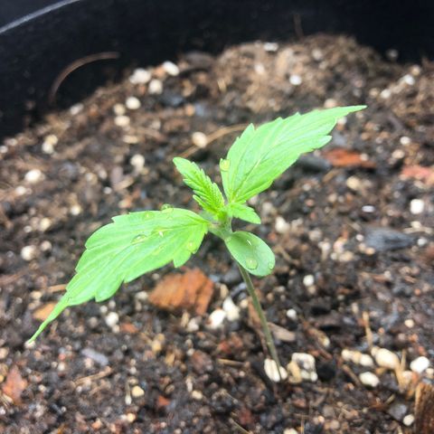 Auto Bruce Banner growlog photo: Photo Update