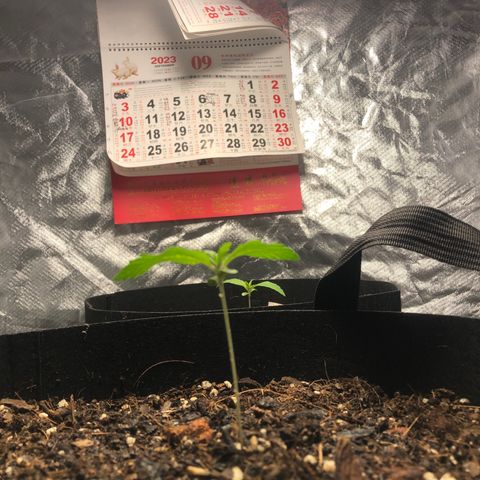 Auto Bruce Banner growlog photo: Photo Update