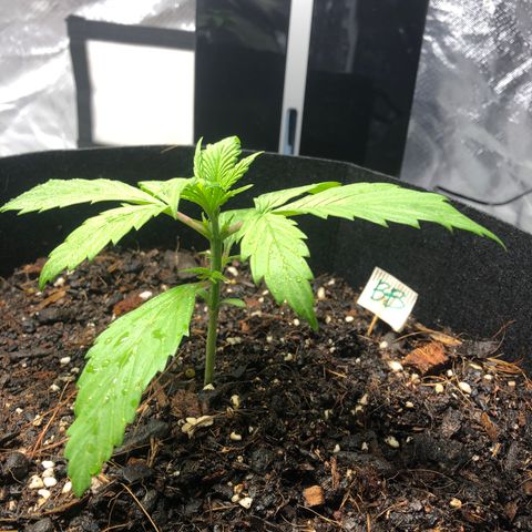 Auto Bruce Banner growlog photo: Week 3 