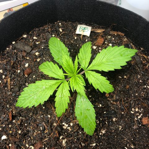 Auto Bruce Banner growlog photo: Week 3 