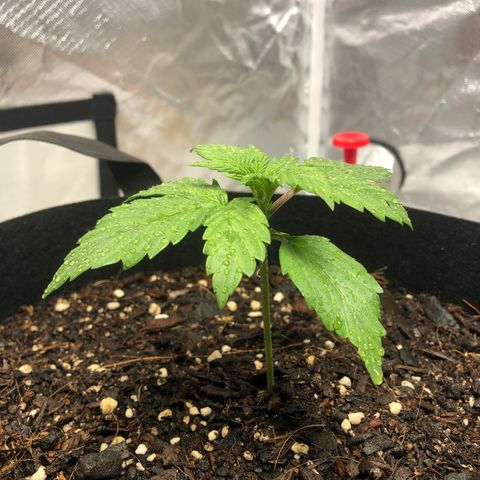 Auto Bruce Banner growlog photo: Week 3 