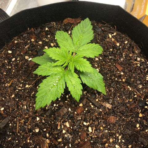 Auto Bruce Banner growlog photo: Week 3 