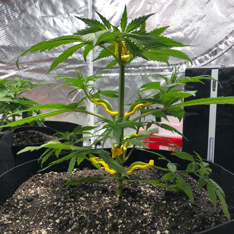 Auto Bruce Banner growlog timeline photo