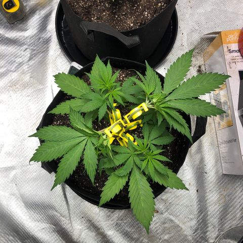Auto Bruce Banner growlog timeline photo