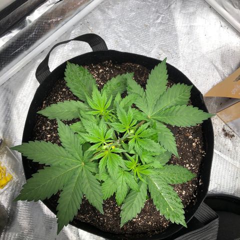 Auto Bruce Banner growlog timeline photo