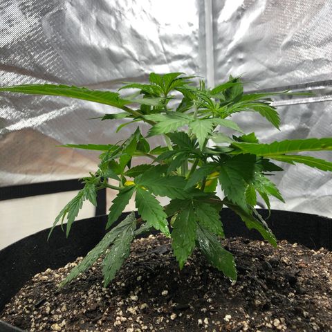 Auto Bruce Banner growlog timeline photo