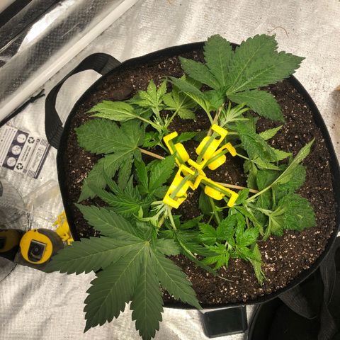 Auto Bruce Banner growlog timeline photo