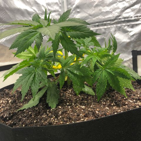 Auto Bruce Banner growlog timeline photo