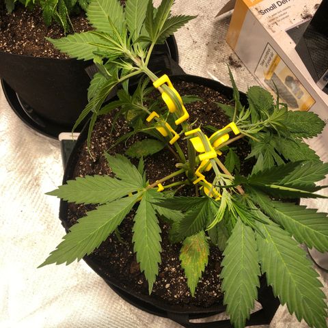 Auto Bruce Banner growlog timeline photo