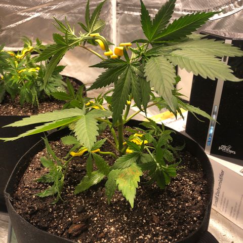 Auto Bruce Banner growlog timeline photo