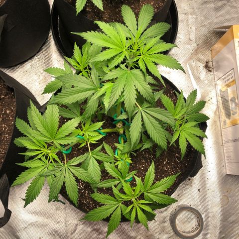 Auto Bruce Banner growlog timeline photo