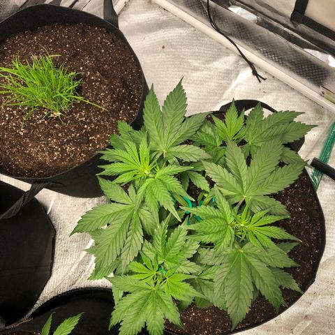 Auto Bruce Banner growlog timeline photo