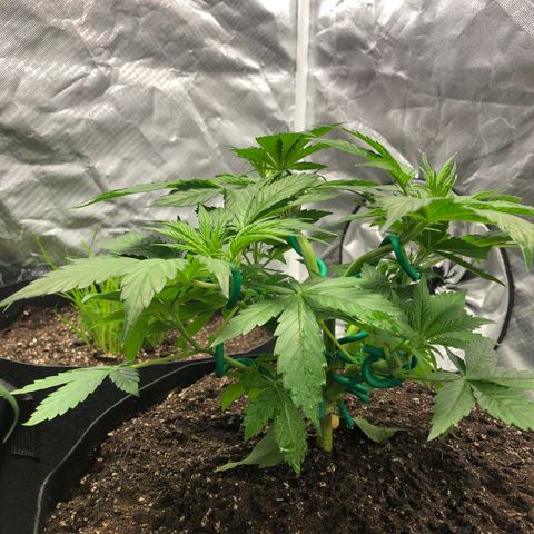 Auto Bruce Banner growlog timeline photo