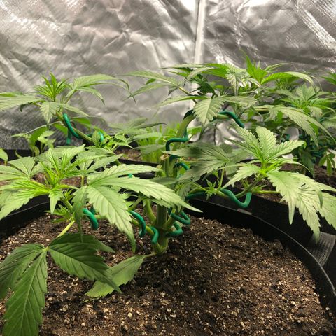 Auto Bruce Banner growlog timeline photo