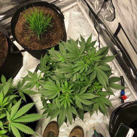 Auto Bruce Banner growlog timeline photo