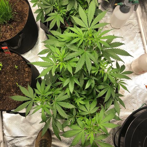 Auto Bruce Banner growlog timeline photo