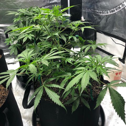 Auto Bruce Banner growlog timeline photo