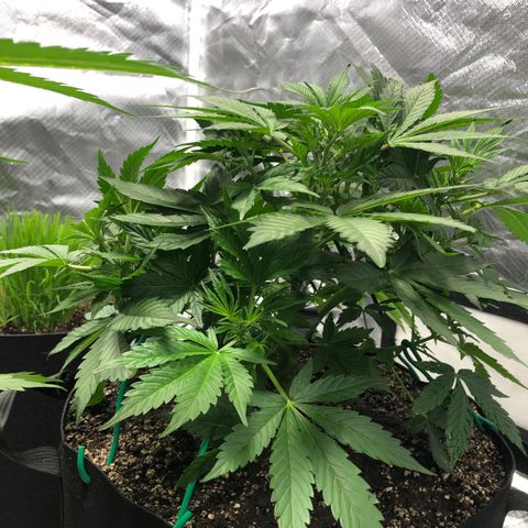 Auto Bruce Banner growlog timeline photo