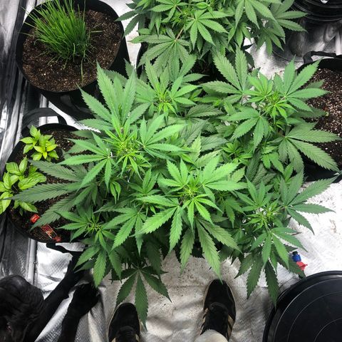 Auto Bruce Banner growlog timeline photo