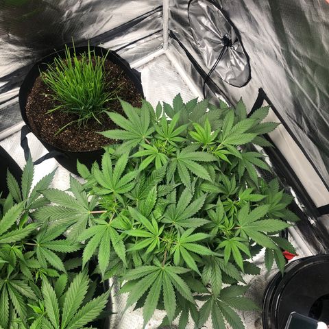 Auto Bruce Banner growlog timeline photo