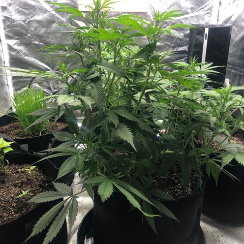 Auto Bruce Banner growlog timeline photo