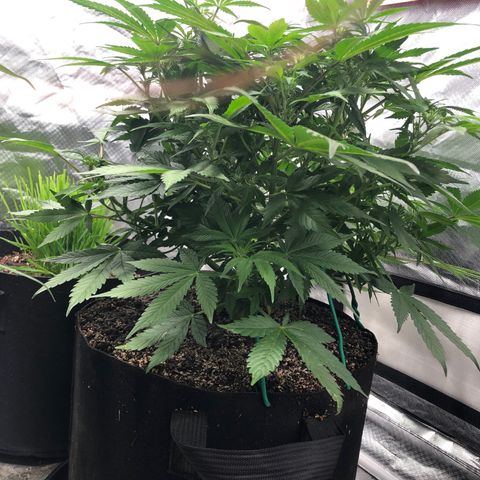 Auto Bruce Banner growlog timeline photo
