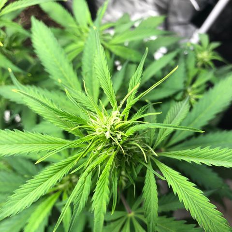 Auto Bruce Banner growlog timeline photo
