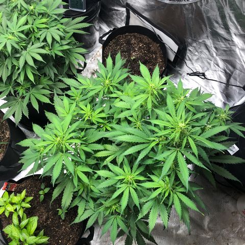 Auto Bruce Banner growlog timeline photo