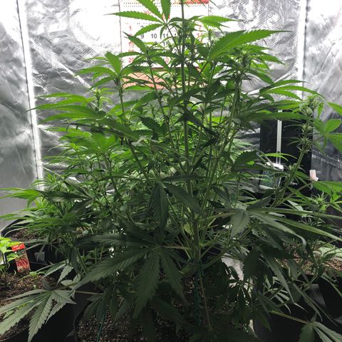 Auto Bruce Banner growlog timeline photo