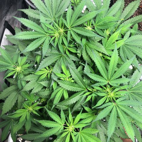 Auto Bruce Banner growlog timeline photo