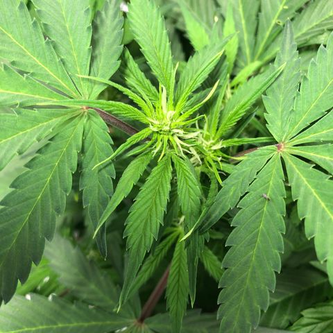 Auto Bruce Banner growlog timeline photo