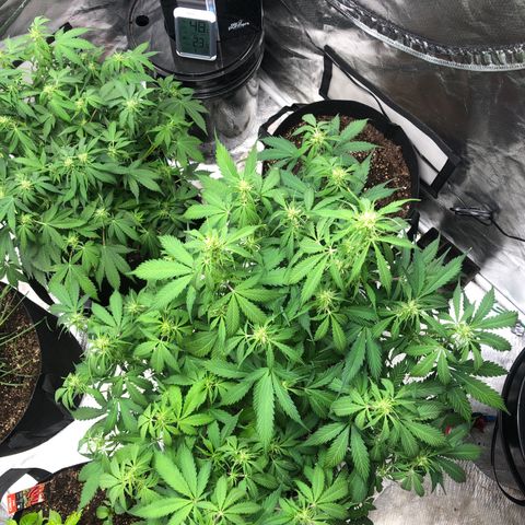 Auto Bruce Banner growlog timeline photo