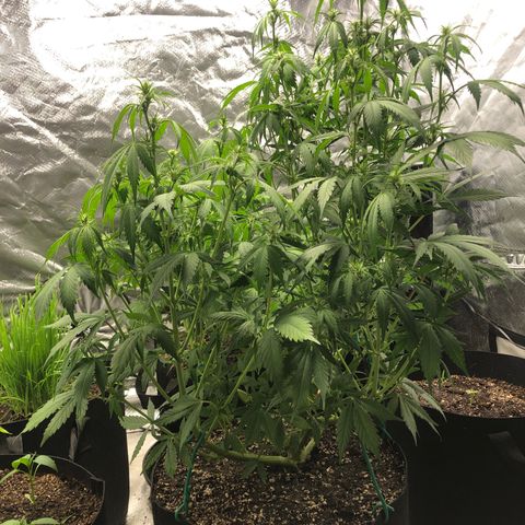 Auto Bruce Banner growlog timeline photo