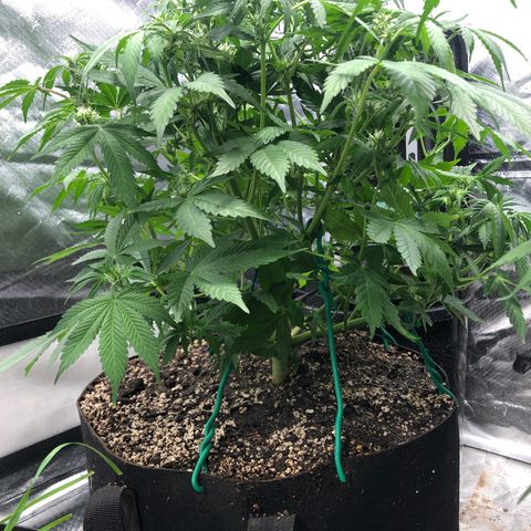 Auto Bruce Banner growlog timeline photo