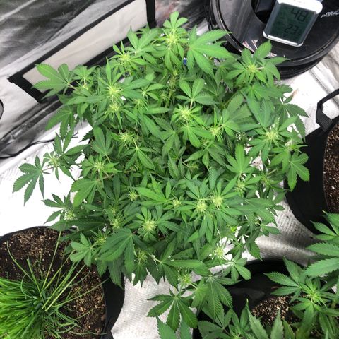 Auto Bruce Banner growlog timeline photo