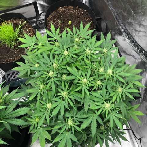 Auto Bruce Banner growlog timeline photo