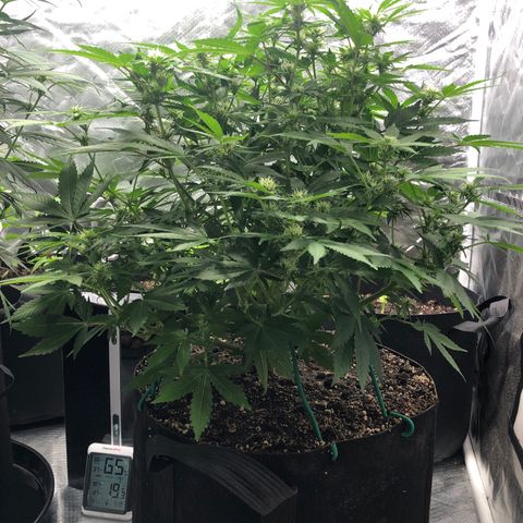 Auto Bruce Banner growlog timeline photo