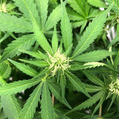 Auto Bruce Banner growlog timeline photo
